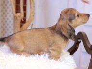 Kaninchen_Dachshund933 Kaninchen_Dachshund933