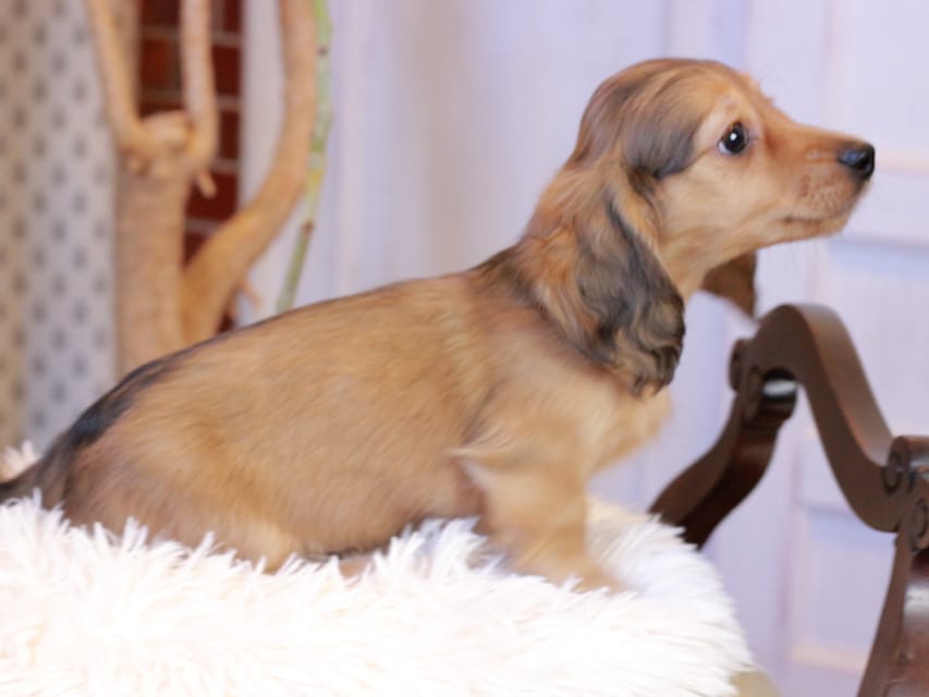 カニンヘンダックスフンド フルーティ ＆ ジルベールの子犬 レディッシュイエロー