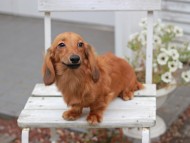 Kaninchen_Dachshund935