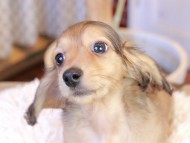 Kaninchen_Dachshund942