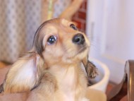 Kaninchen_Dachshund947