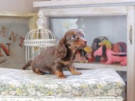 Kaninchen_Dachshund9528