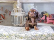 Kaninchen_Dachshund9537