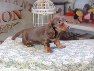 Kaninchen_Dachshund9548