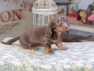 Kaninchen_Dachshund9553