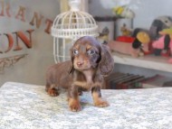 Kaninchen_Dachshund9558