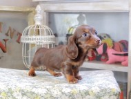 Kaninchen_Dachshund9561