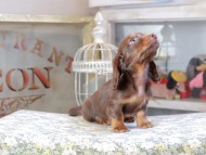 Kaninchen_Dachshund9566