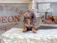 Kaninchen_Dachshund9568