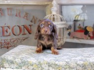 Kaninchen_Dachshund9570