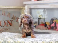 ルフラン ＆ ブルースの子犬 チョコタン 女の子 カニンヘンダックスフンド