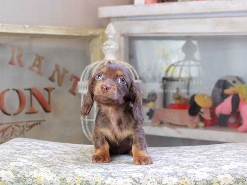 カニンヘンダックスフンド ルフラン ＆ ブルースの子犬 チョコタン 女の子