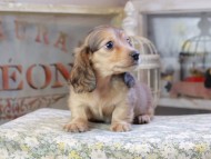 Kaninchen_Dachshund9583