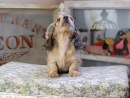 Kaninchen_Dachshund9591