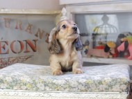 Kaninchen_Dachshund9596