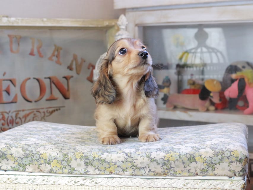 カニンヘンダックスフンド フルーティ ＆ ジルベールの子犬 イエロー 男の子