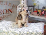 Kaninchen_Dachshund9606