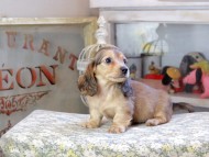 Kaninchen_Dachshund9618