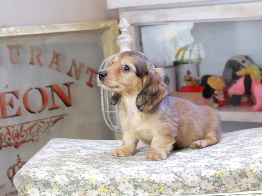 カニンヘンダックスフンド フルーティ ＆ ジルベールの子犬 イエロー 男の子