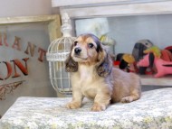 フルーティ ＆ ジルベールの子犬 イエロー 男の子 カニンヘンダックスフンド