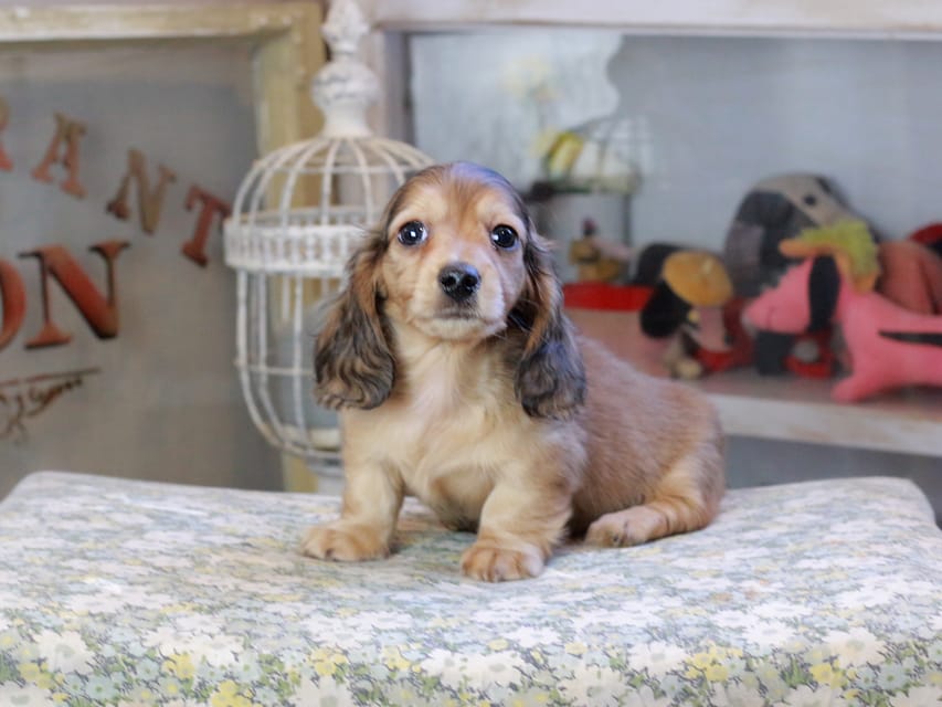 カニンヘンダックスフンド フルーティ ＆ ジルベールの子犬 イエロー 男の子