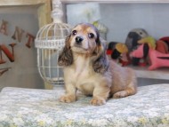 Kaninchen_Dachshund9653