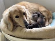 Kaninchen_Dachshund_0