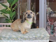 Kaninchen_Dachshund_0004 Kaninchen_Dachshund_0004