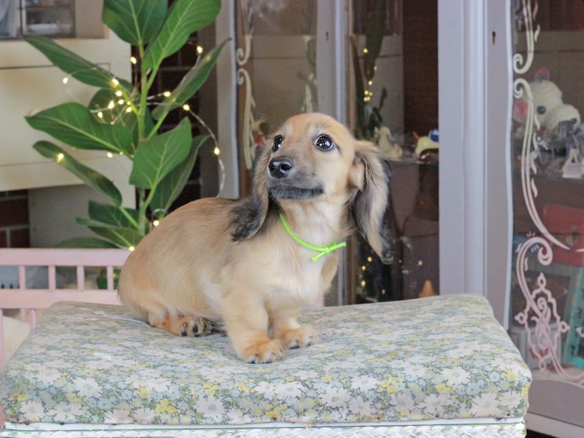 カニンヘンダックスフンド ローリー&ボノの子犬 シェーデットイエロー（シェーデットクリーム） 男の子（1）