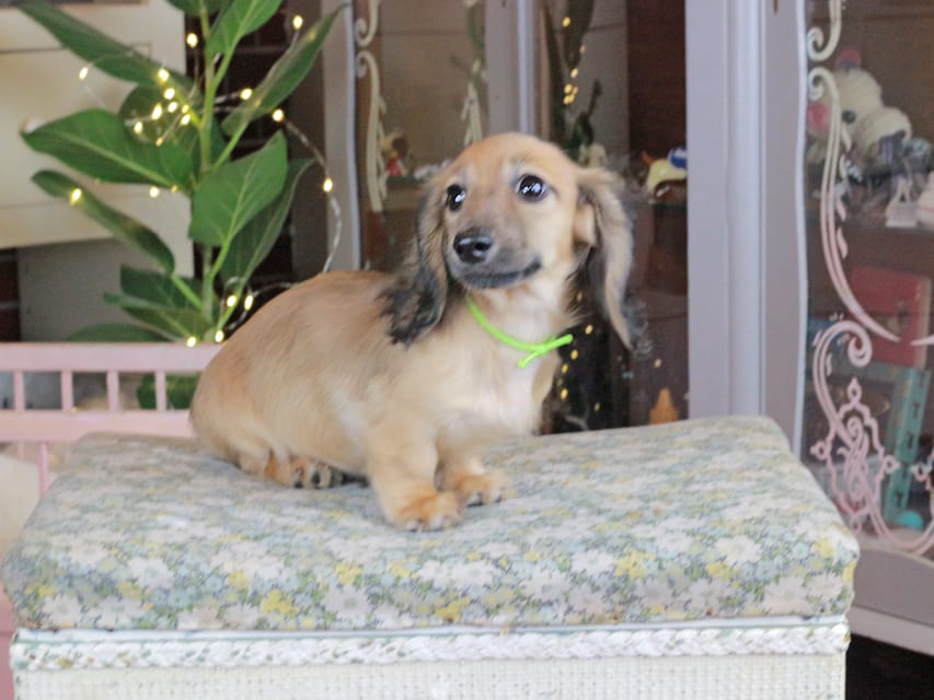 カニンヘンダックスフンド ローリー&ボノの子犬 シェーデットイエロー（シェーデットクリーム） 男の子（1）