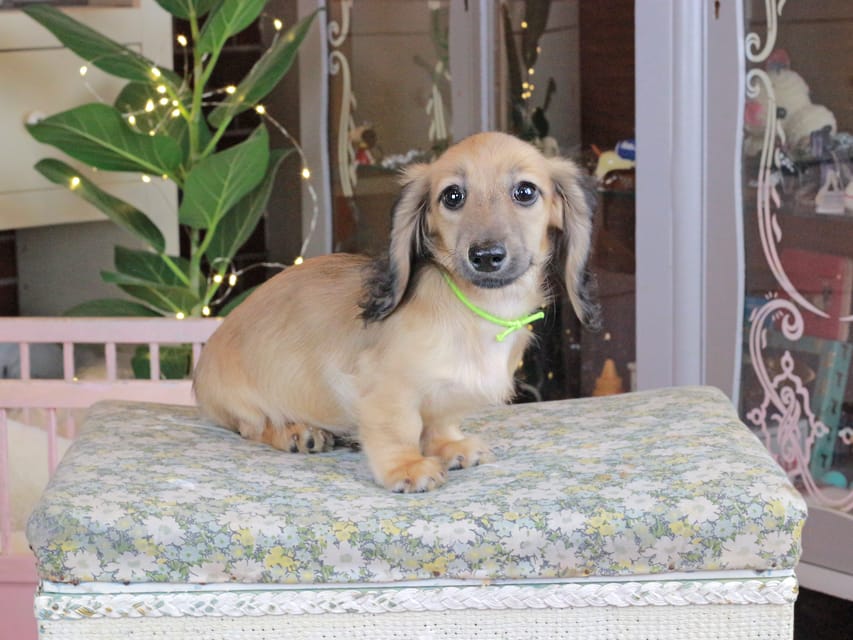 カニンヘンダックスフンド ローリー&ボノの子犬 シェーデットイエロー（シェーデットクリーム） 男の子（1）