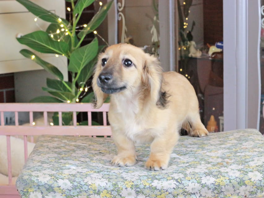 カニンヘンダックスフンド カメオ&ボノの子犬 イエロー（クリーム） 男の子