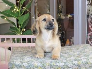 Kaninchen_Dachshund_0043