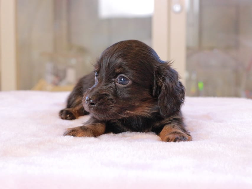 カニンヘン ダックスフンド アンリブレ ＆ リバティーの子犬 ブラックイエロー 男の子