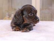 Kaninchen_Dachshund_0046