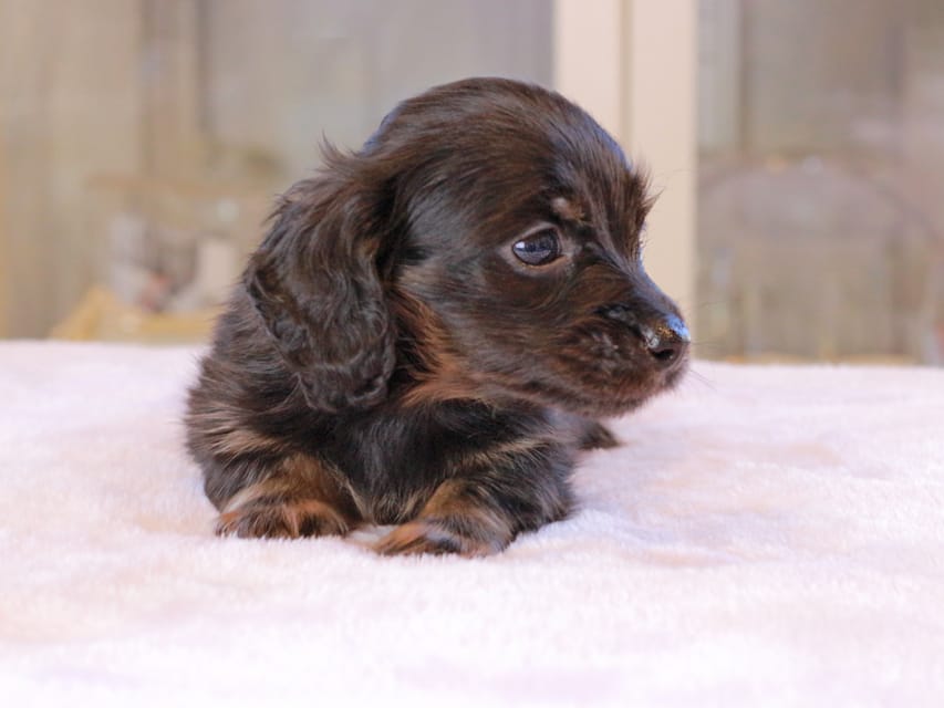 カニンヘン ダックスフンド アンリブレ ＆ リバティーの子犬 ブラックイエロー 男の子