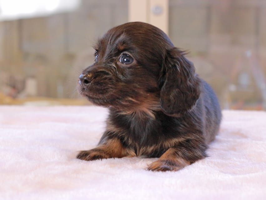 カニンヘン ダックスフンド アンリブレ ＆ リバティーの子犬 ブラックイエロー 男の子