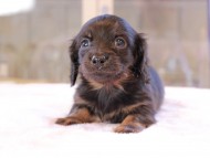 Kaninchen_Dachshund_0050