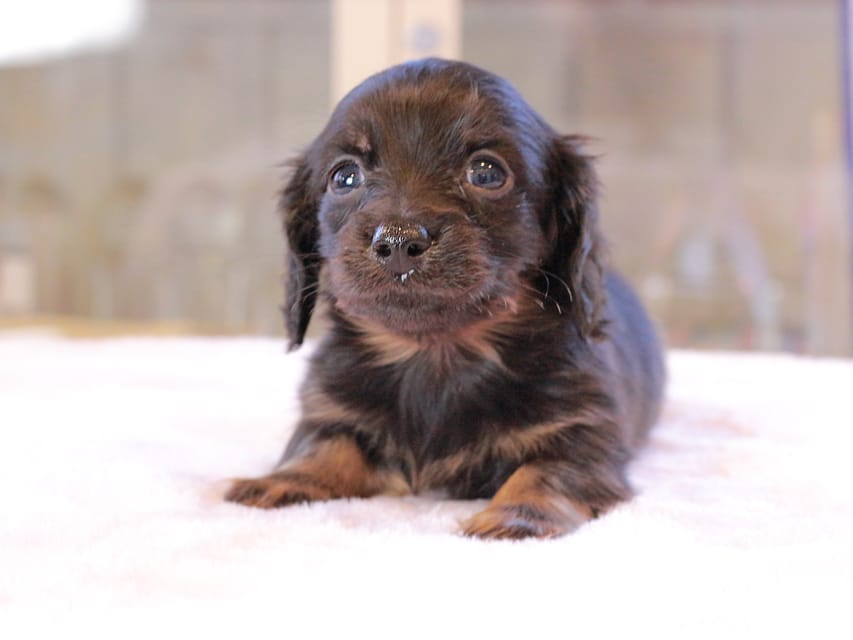 カニンヘン ダックスフンド アンリブレ ＆ リバティーの子犬 ブラックイエロー 男の子