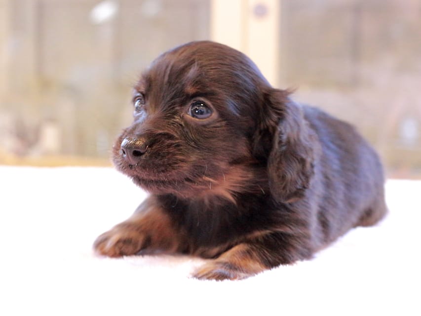 カニンヘン ダックスフンド アンリブレ ＆ リバティーの子犬 ブラックイエロー 男の子