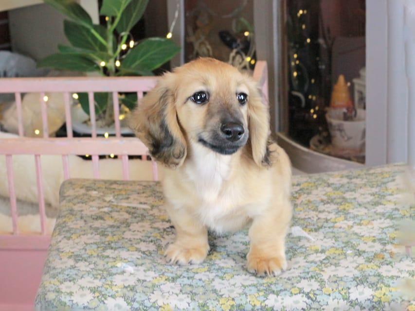 カニンヘンダックスフンド カメオ&ボノの子犬 イエロー（クリーム） 男の子