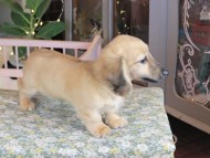 Kaninchen_Dachshund_0056