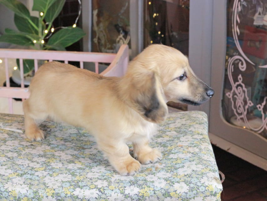 カニンヘンダックスフンド カメオ&ボノの子犬 イエロー（クリーム） 男の子