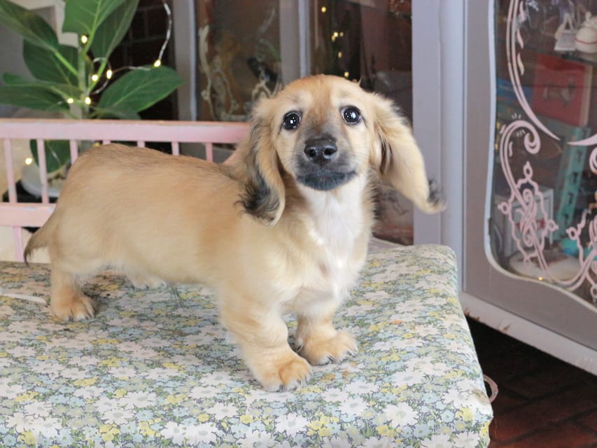 カニンヘンダックスフンド カメオ&ボノの子犬 イエロー（クリーム） 男の子