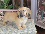 Kaninchen_Dachshund_0060