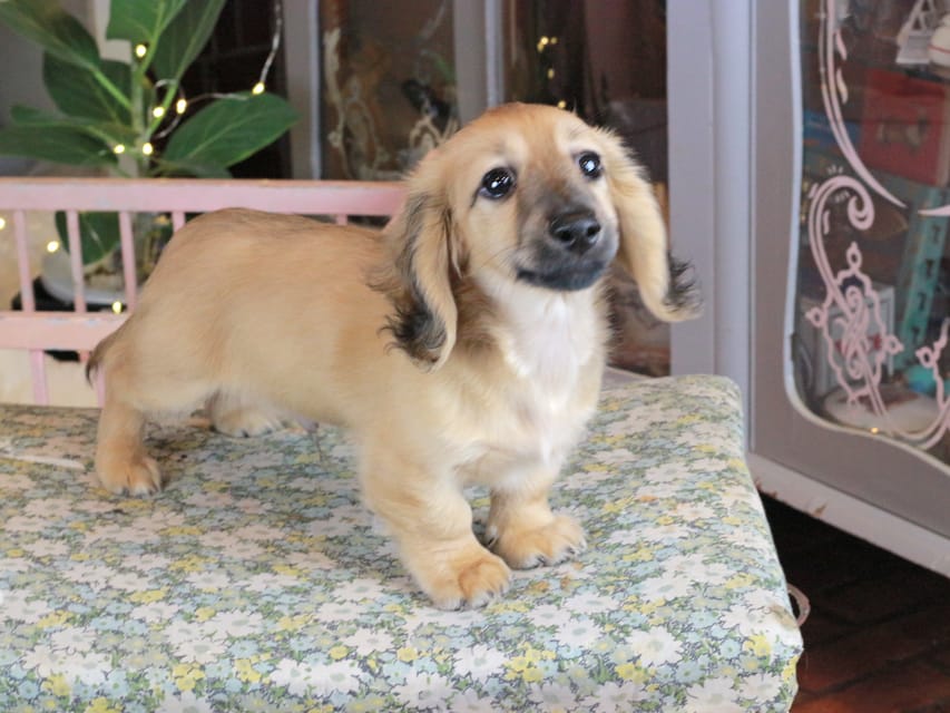 カニンヘンダックスフンド カメオ&ボノの子犬 イエロー（クリーム） 男の子