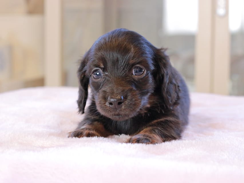 カニンヘン ダックスフンド アンリブレ ＆ リバティーの子犬 ブラックイエロー 男の子