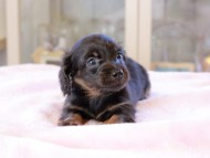 Kaninchen_Dachshund_0086