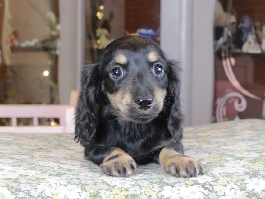 カニンヘンダックスフンド セーラ&スパーキの子犬 ブラタン 男の子