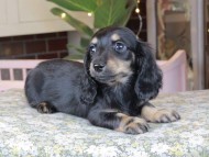 Kaninchen_Dachshund_0103 Kaninchen_Dachshund_0103